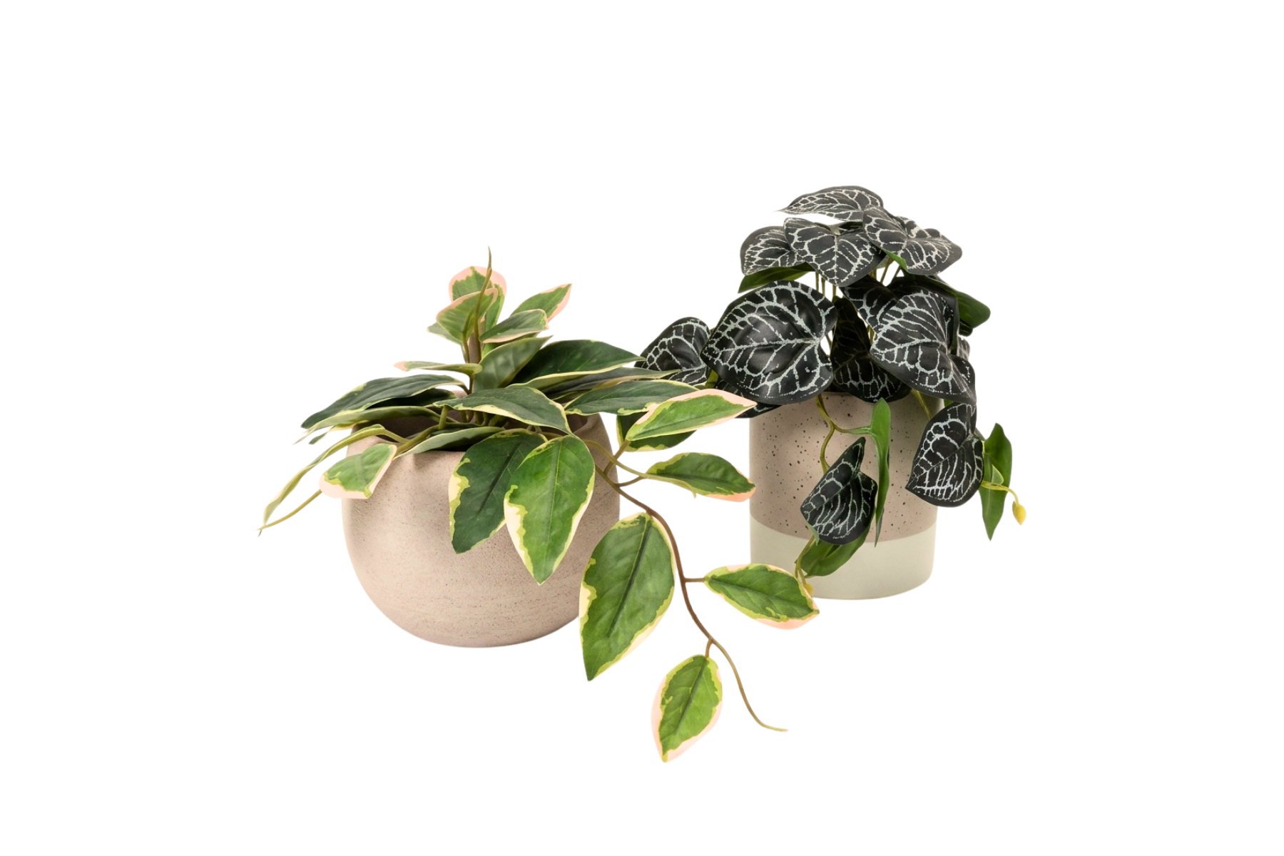 Set Plantas Armonía Botánica